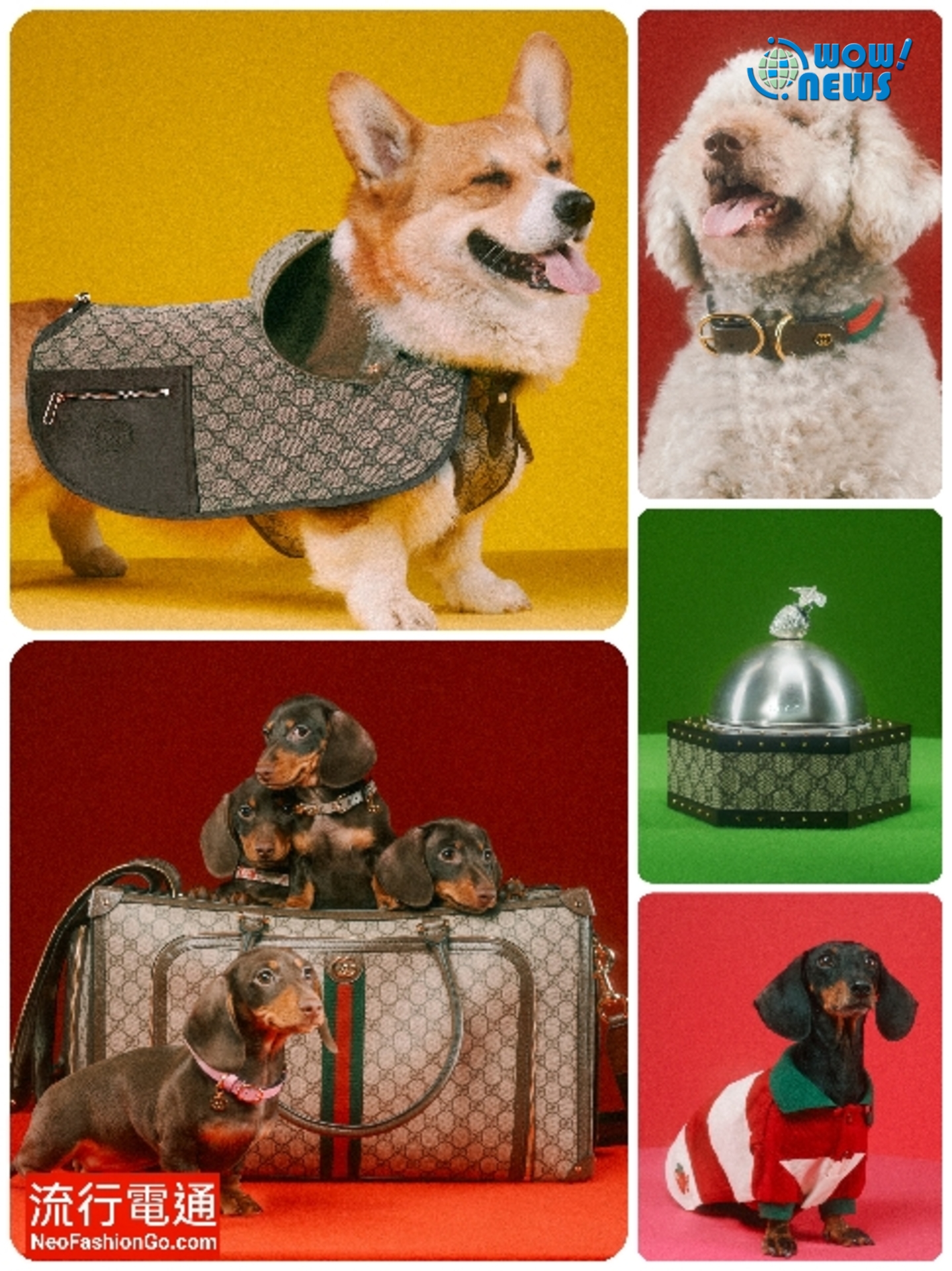 Gucci「Pet Collection」貓狗設計新系列 毛小孩也有時尚流行style