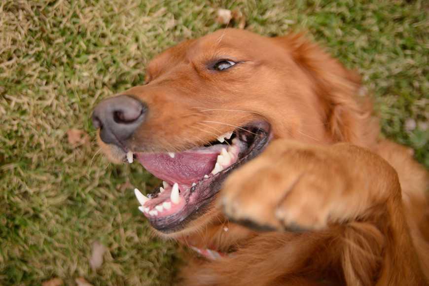 為什麼狗狗喜歡在草地上翻滾？｜寵物迷