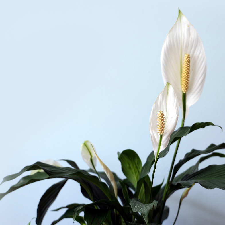 「辦公桌植物」推薦這5種！「翡翠木」招財好運來，「非洲堇」一年四季都開花！