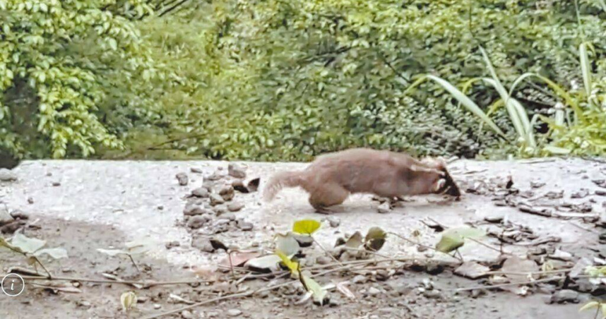 花蓮鼬獾路邊顫抖打轉如喪屍 遭疑為狂犬病帶原
